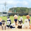 다녀올개 이미지