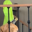 (주)펫앤펫츠 이미지