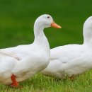 오리야미안해 이미지