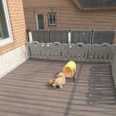 케이지(KG)유통 | 토이푸들분양시 합리적으로 입양 잘하는 방법