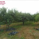 황정리 과수원 이미지