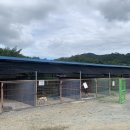 진도개영농조합 이미지