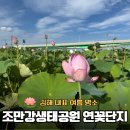 조만강생태체육공원 이동식화장실 | 김해 조만강 생태공원 연꽃단지 개화상황, 지금 다녀온 후기