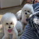포멀독 반려견센터 네이버블로그