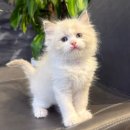 서울고양이분양 묘연 이미지