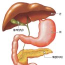 췌장을 살려 당뇨를 완치한다 이미지