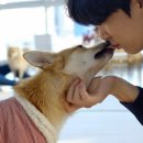 파이리코 이미지