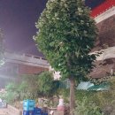 정원똥돼지 이미지