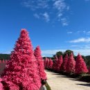 허브향기 | 🌿 서울 근교 포천 여행지 추천✨ 향기 가득한 허브아일랜드 후기