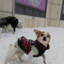 도그런하우스 이미지