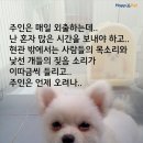 올어바웃펫 이미지