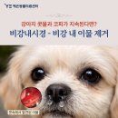 (주)만성 | 강아지 노란 콧물 이유 만성 비염 치료 후기, 비강 깊숙한 곳 ‘이물’이 원인