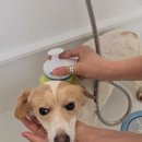 뽀송이네 목욕탕 이미지