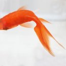 물고기 - 광진구 면목로 1 | 물고기