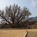 원주굽이길 원7코스 반계리은행나무길 이미지