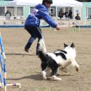 도그,위브 이미지