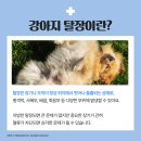 부곡동물병원 이미지