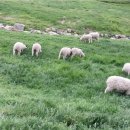 수억목장 이미지