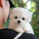 청주 강아지분양 고양이분양 미유펫 청주점 네이버블로그