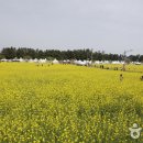 맹방유채꽃마을 이미지