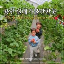 행복한마실농장 | 용인 포레스트벨 딸기체험 동물농장 아이랑 실내가볼만한곳 추천 근처 맛집 식당까지