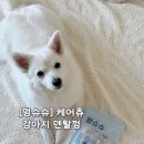 멍슈슈 | 강아지 덴탈껌 추천 멍슈슈 케어츄 강아지 치석제거껌 솔직후기