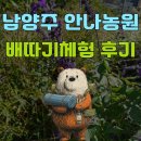 안나농원 | '안나농원' 배따기 체험 후기