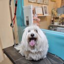 멍블리 펫 이미지