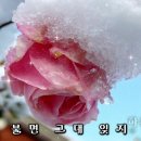 겨울장미 / 김보라 이미지