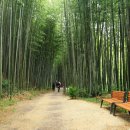 담양죽녹원국수 이미지