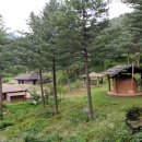 잣나무향기 이미지