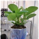 삼성동-22 이미지