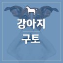 강아지구 이미지