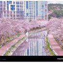 동삼수산 | 부산 영도 동삼해수천 2026 벚꽃 가이드 | 주차, 산책로, 야경까지 한눈에