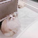 카집 이미지