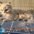 청조동물병원 이미지