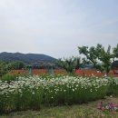 [(250531) 원주 여행 1일차] 원주용수골꽃양귀비축제(토요일 방문 후기)