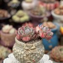 로맨스 다육 이미지