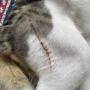 하나 동물병원 | 고양이 다리 골절 수술 탑스동물병원 후기 고양이 다리 절뚝일때