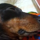 부개종합동물병원 이미지