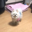 소풍애견호텔 이미지