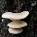 자연산 느타리버섯의 효능 이미지