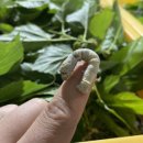 철용농장 이미지