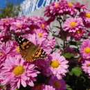 라온뜨락 이미지