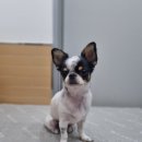 얼바인동물병원 이미지