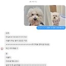 애플이네펫미장원 | 용호동 애견미용 엘리독 부산비숑미용 후기