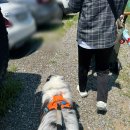 논스톱 | 중대형견 하네스 추천! 논스톱도그웨어 라인하네스 5.0 내돈내산 후기🐶