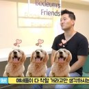 대한리트리버 이미지