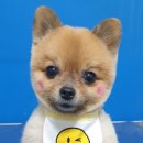 보라애견미용실 이미지