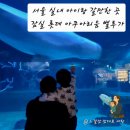 아이랑 동물병원 | 잠실 롯데 아쿠아리움 아이랑 실내갈만한곳 최신정보 벨루가 근황 밸루가 코앞에서 본 후기